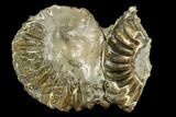 Pyritized Ammonite (Pleuroceras) Fossil - Germany #125401-1